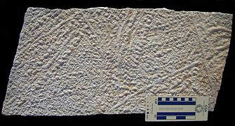 Protichnites, traces de reptation sur les plages cambriennes fossiles de ce qui est aujourd'hui le Wisconsin, États-Unis