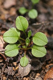 Rosette leaves