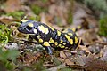 Salamandra salamandra, del orden de los caudados.