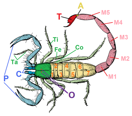 サソリの構造。C= 鋏角、P= 触肢、O= 中眼、（緑色）= 前体（背甲）Ta,Ti,Fe,Co= 脚、1-7（黄色）= 中体、M1-M5（ピンク色）= 終体、A= 肛門、T（赤色）= 尾節