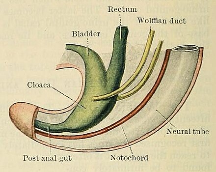 Staarteinde van het menselijk embryo. De gangen van Wolff hebben een opening in het voorste deel van de cloaca.