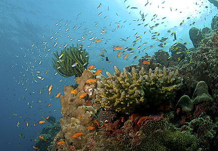 Coral reef