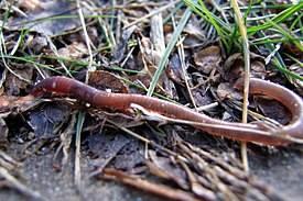 Земляной червь Lumbricus terrestris