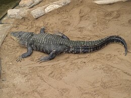 Misisipės aligatorius (Alligator mississippiensis)