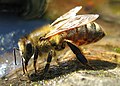 نحلة عسل أوروبية في بولندا