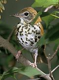 Wood thrush