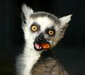 Lemur catta Lemuridae