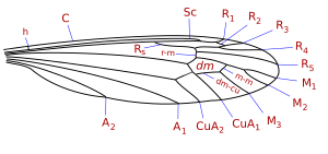 Vene delle ali di Tipulidae