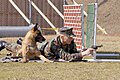 A Navy Master-at-arms fires blank ammunition to condition his dog to the sound.