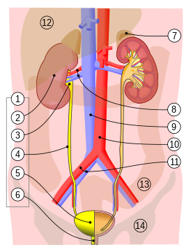 1. Мочевыделительная система человека: 2. почка 3. почечная лоханка 4. мочеточник 5. мочевой пузырь 6. мочеиспускательный канал. 7. надпочечник Сосуды: 8. почечная артерия и вена 9. нижняя полая вена 10. брюшная аорта 11. общая подвздошная артерия и вена Прочее: 12. печень 13. толстая кишка 14. таз