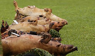 Photographie de plusieurs cochons alignés, déposés sur des paniers tressés, sur une pelouse.