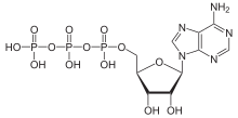 Skeletna formula ATP-ja