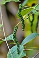 Unripe drupes of black pepper