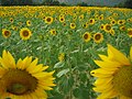 Champ de tournesol