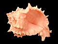 a shell of Hexaplex erythrostomus