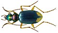 Chlaenius apicalis