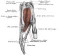 Tendons of forefinger and vincula tendina.