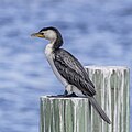 Little pied cormorant