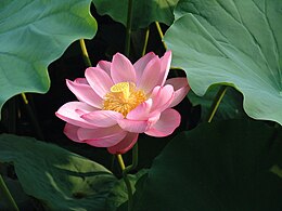 Az indiai lótusz (Nelumbo nucifera) csodálatos, tündérrózsákra emlékeztető virága