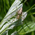 Laba-laba Oxyopes betina; subordo Araneomorphae