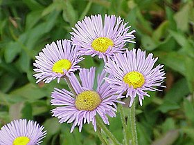 Flores de Erigeron glabellus