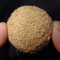 Ein kleinerer Seeball