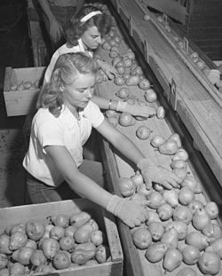 Workers sorting pears, Bones & Son packinghouse, Littlerock 1946. Packers were promised an extra 25 cents for each "wormy" pear, but found only two in 27 tons of fruit.[1]