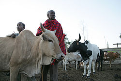Trzy krowy, pomiędzy nimi stoją dwaj Masajowie, ojciec (w czerwonej opończyi nastoletni syn.