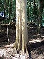 Native elm at Wingham Brush