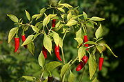 Thai pepper (C. annuum)