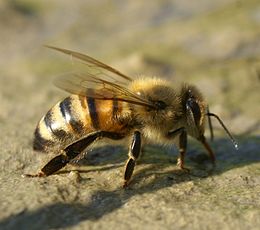 Bitė (Apis mellifera)