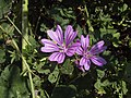 A cor malva é un violeta pálido. Flor da familia da malva.