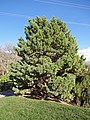 Image 19Globosa, a cultivar of Pinus sylvestris, a northern European species, in the North American Red Butte Garden (from Conifer)