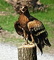 Aquila nipalensis