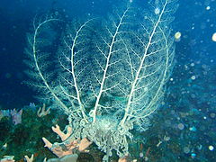 Une ophiure gorgonocéphale (Astrocladus euryale) en train de se nourrir, les bras étendus.