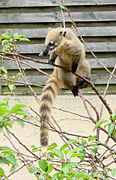 Coati roux (Nasua nasua).