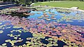 Garfield Park Conservatory Water Lily Pond