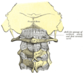 Posterior atlanto-occipital membrane and atlantoaxial ligament