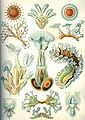 Image 1 Bryozoa Credit: Ernst Haeckel, Kunstformen der Natur (1904) Bryozoa (also known as the Polyzoa, Ectoprocta or commonly as moss animals) are a phylum of simple, aquatic invertebrate animals, nearly all living in sedentary colonies. Typically about 0.5 millimetres (1⁄64 in) long, they have a special feeding structure called a lophophore, a "crown" of tentacles used for filter feeding. Most marine bryozoans live in tropical waters, but a few are found in oceanic trenches and polar waters. The bryozoans are classified as the marine bryozoans (Stenolaemata), freshwater bryozoans (Phylactolaemata), and mostly-marine bryozoans (Gymnolaemata), a few members of which prefer brackish water. 5,869 living species are known. Originally all of the crown group Bryozoa were colonial, but as an adaptation to a mesopsammal (interstitial spaces in marine sand) life or to deep‐sea habitats, secondarily solitary forms have since evolved. Solitary species has been described in four genera; Aethozooides, Aethozoon, Franzenella and Monobryozoon). The latter having a statocyst‐like organ with a supposed excretory function. (Full article...) More selected pictures