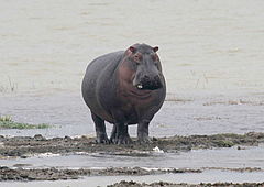 Flóðhestur, Hippopotamus amphibius