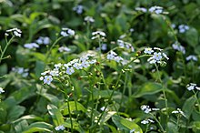 Engjamunablóm (Myosotis scorpioides)