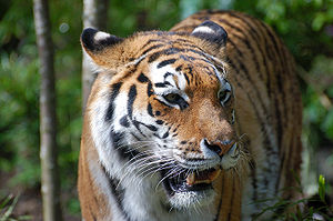 Τίγρη (Πάνθηρ η τίγρις - Panthera tigris)