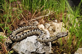 Vipera ammodytes