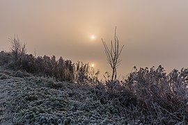 Soleil essayant de monter au-dessus du brouillard à Langweerderwielen. Décembre 2016.
