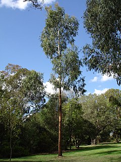 Description de l'image Eucalyptus viminalis.jpg.