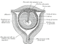 Presjek materice u 4. i 5. mjesecu trudnoće