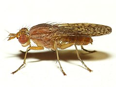 Pherbina coryleti, un Sciomyzidae.
