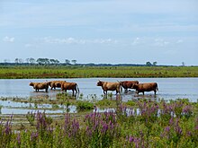 Kij op Tiengemeten stekke in ûndjip mar oer.