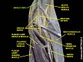 Basilic vein