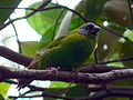 Blue-faced parrotfinch